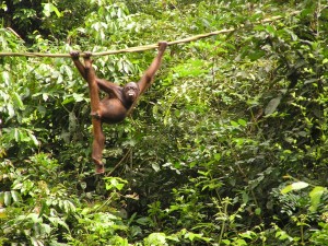 Acrobat (orangutan)