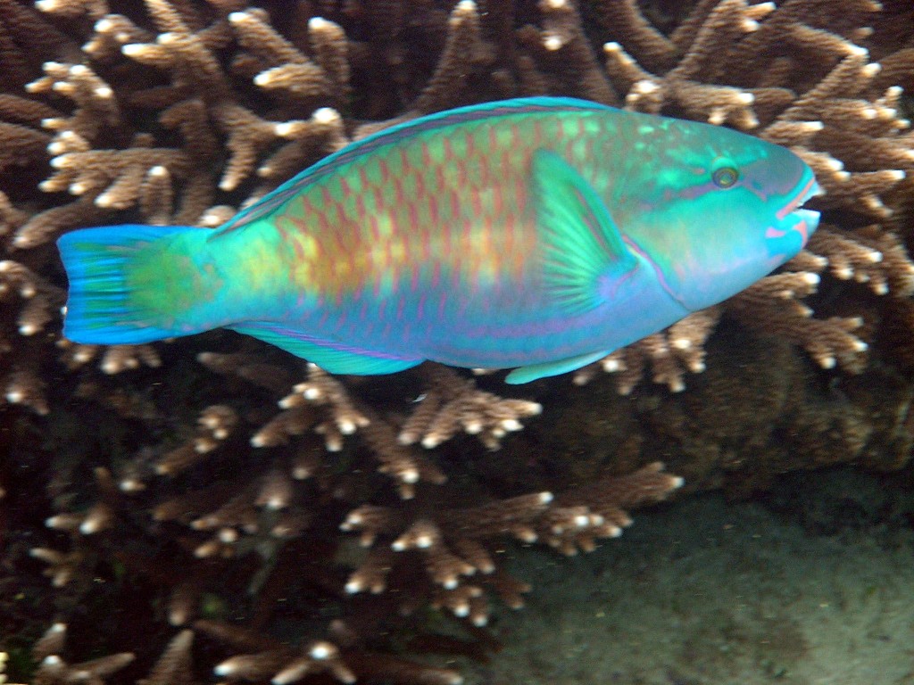 Snorkeling - Borneo Biostation