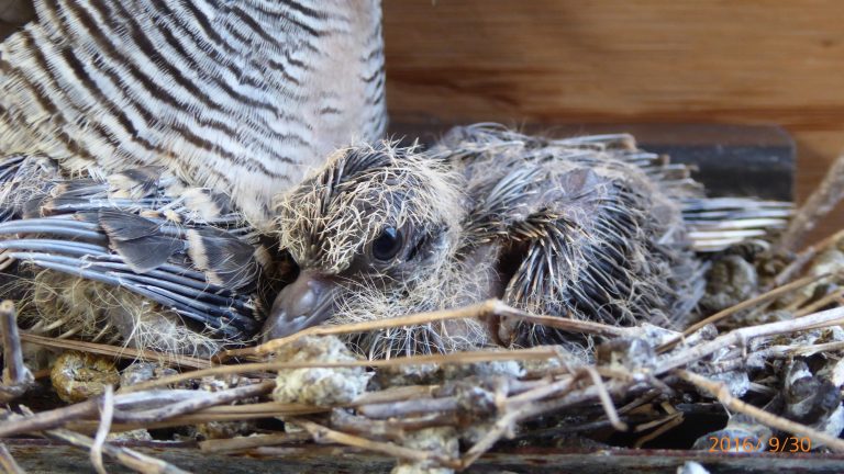 Zebra dove with nestlings! )) - Borneo Biostation